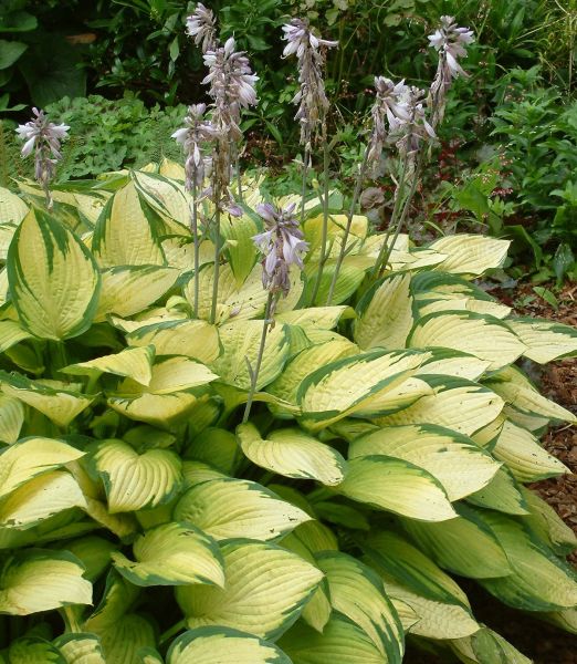Hosta 'Gold Standard'